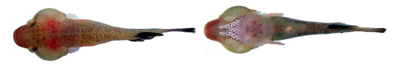 Apletodon dentatus_003